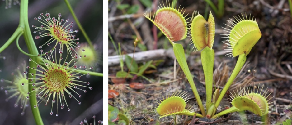 <p>Clade: Superastrids</p><p>Order: Caryophyllales (Polygonineae)</p><ol><li><p>Carnivorous herbs</p></li><li><p>Glandular hairs</p></li><li><p>Circinate vernation</p></li><li><p><strong>Betalains</strong></p></li></ol><p></p>