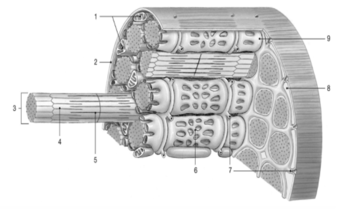 <p><strong>Actin: </strong>4</p><p><strong>Myosin: </strong>5</p><p><strong>Myofibril: </strong>3</p><p><strong>Sarcoplasmic Reticulum: </strong>6</p>