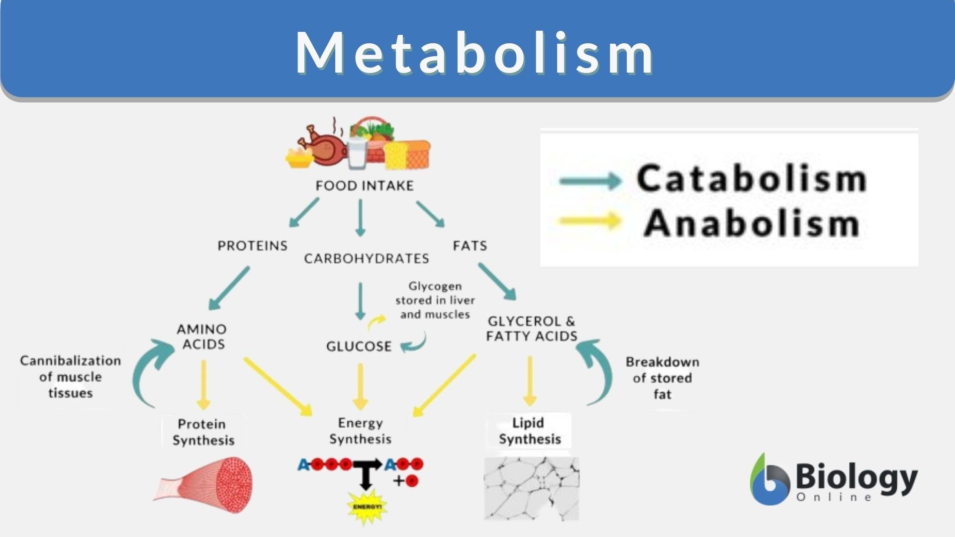 <p>Metabolism is the sum of all chemical reactions within a cell. </p><ul><li><p>made up of <strong>anabolic reactions</strong> (building) and <strong>catabolic reactions</strong> (breaking) </p></li></ul><p></p>