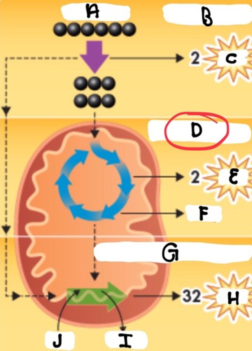 <p>What stage is part D</p>