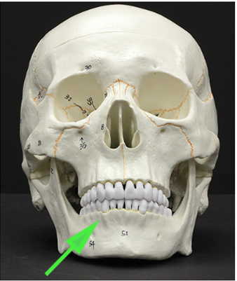 <p>What are the skinny processes of bone found between teeth and marking the edges of the tooth sockets?</p>