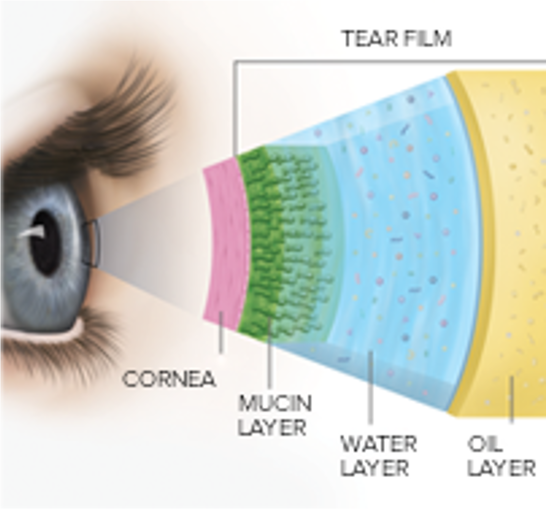 <p>lipid / oily layer, aqueous / watery layer, mucin / mucous layer</p>