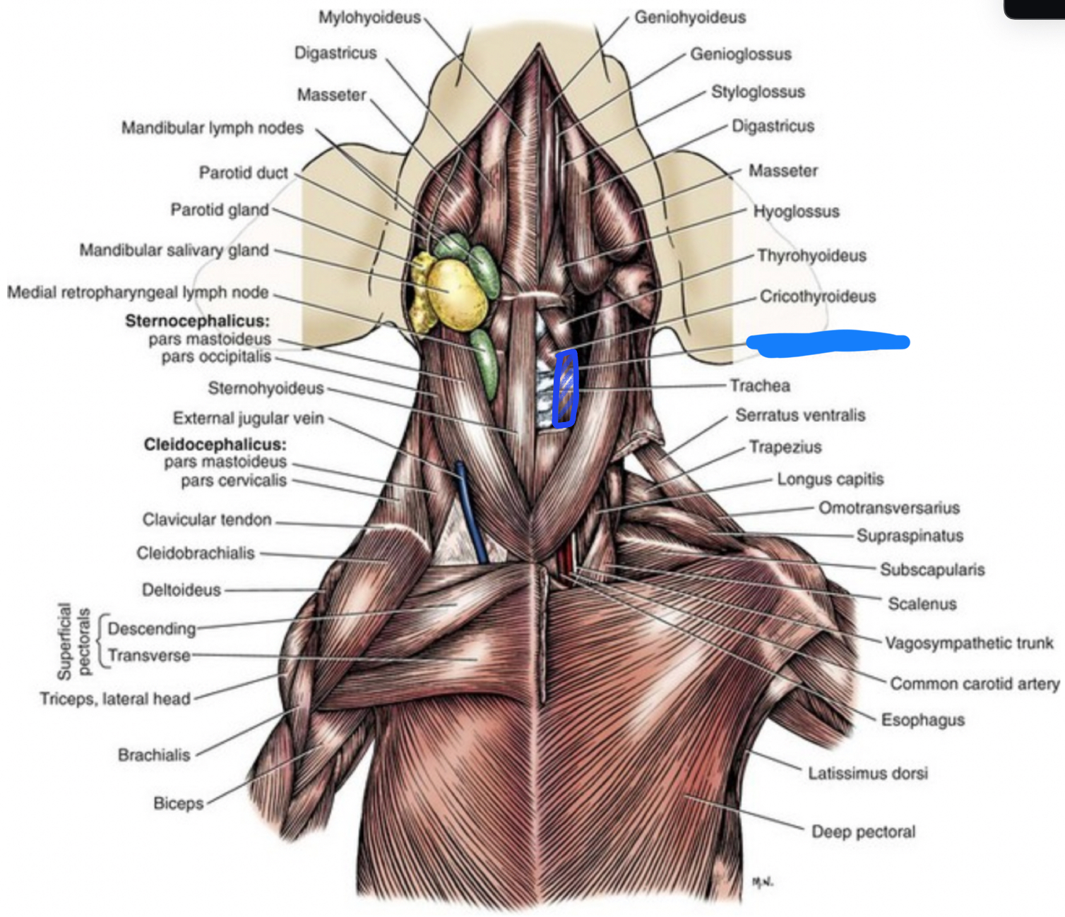 term image