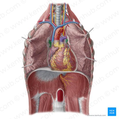 <p>Veins that carry oxygenated blood from the lungs to the heart.</p>