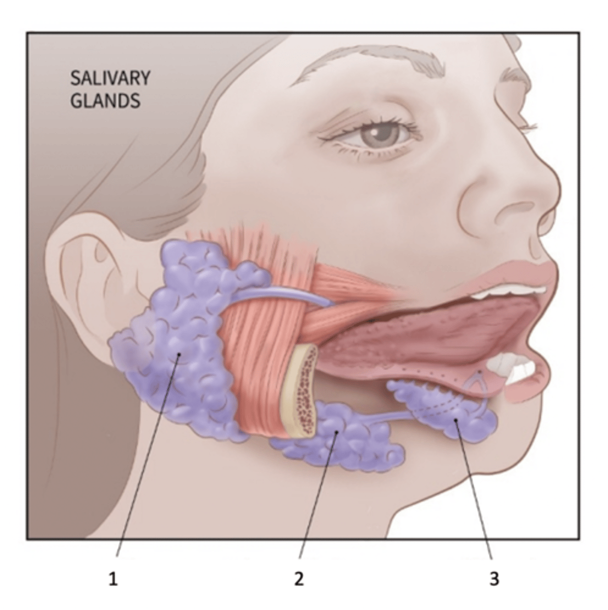 <p>Glandula parotis = står för 30% av den totala ostimulerade salivsekretionen och sekrerar serös saliv genom Stensen´s duct<br> <br>Glandula submandibularis = står för 60% av den totala ostimulerade salivsekretionen och sekrerar seromukös saliv genom Wharton´s duct<br><br>Glandula sublingualis = står för ca 5% av den totala ostimulerade salivsekretionen och sekrerar mukös saliv genom Barthon´s duct</p>