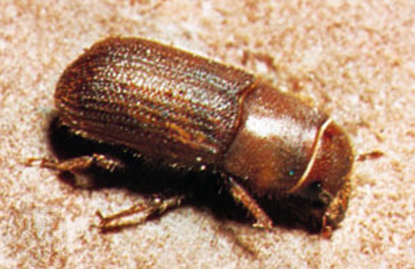 <p>Beetle Family</p>
