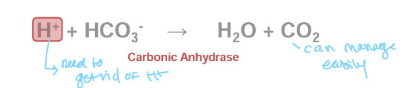 <p>bicarbonate (HCO3) combines with H+ to form water and carbon dioxide</p><ul><li><p>can occur within the cytosol and or within the blood</p></li></ul><p></p>