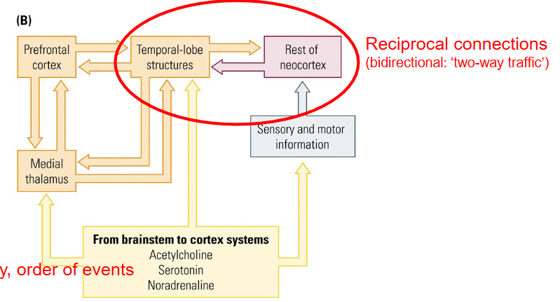 <p>Keeps sensory experiences ‘alive’ in the brain (i.e. neural record of experience outlasts the actual experience).</p><ul><li><p>We remain <span style="color: red">conscious </span>of what is processed and stored (enable conscious <span style="color: red">recall </span>of explicit memories).</p></li></ul><p></p>