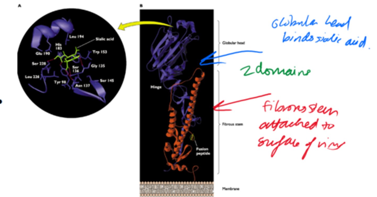 <p>2x domains:</p><p>- Globular head.</p><p>- Fibrous stem.</p>