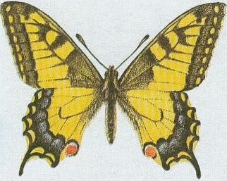 term image