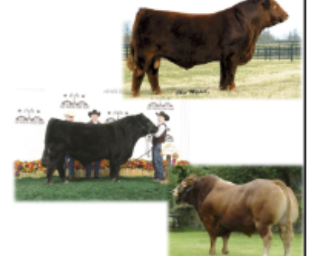 <p>Origin: France, Limflex-hybrid with angus, has poor calving ease 25%-75% of each breed</p>