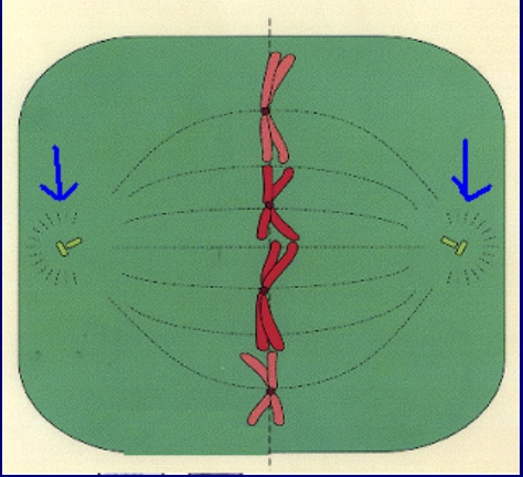<p>what are the arrows pointing to</p>