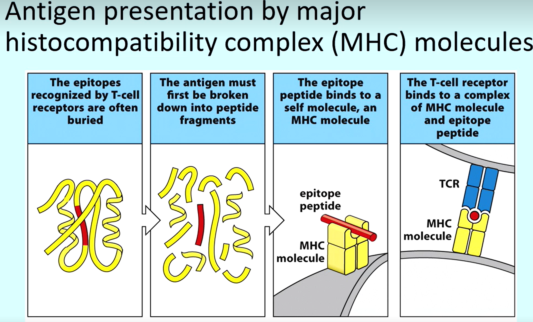 <ol><li><p>To reveal epitopes of pathogens, it must be broken into peptides</p></li><li><p>The epitope peptide binds to an MHC molecule on a (e.g. dendrite cell)</p></li><li><p>MHC molecule binds to T-cell receptor</p></li></ol><p></p>