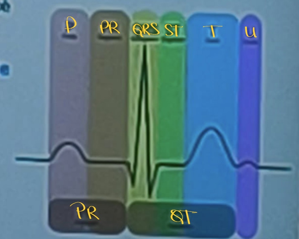 <ul><li><p>enregistrer l’activité électrique du coeur au fur et à mesure des battements</p></li></ul><p></p>