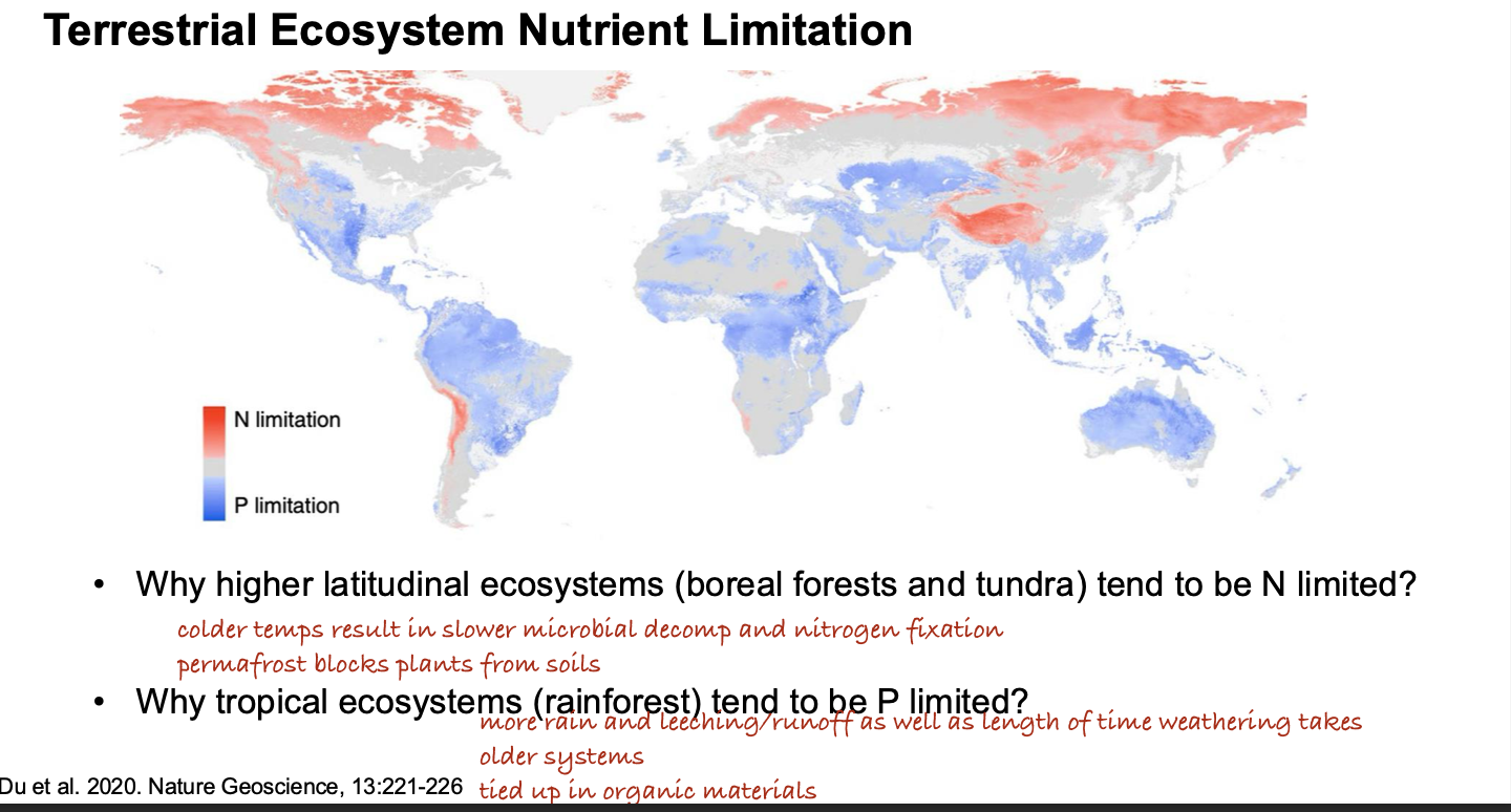 <p>A. Tropical rainforest</p><p>There is more rain leeching P from the soils, it is an older system with less nutritious soils, and it is tied up in organic materials.&nbsp;</p>