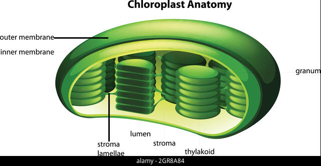 <ul><li><p>Fluid in the chloroplast that surrounds the thylakoid membrane</p></li><li><p>Sugars are made here by the enzymes of the Calvin cycle</p></li></ul>