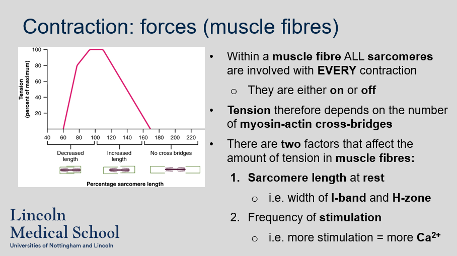 <ol><li><p>Yes, all sarcomeres within a muscle fibre are either on or off during every contraction.</p></li><li><p>Tension in muscle fibres depends on the number of myosin-actin cross-bridges.</p></li><li><p>The two factors that affect the amount of tension in muscle fibres are the sarcomere length at rest, which is determined by the width of the I-band and H-zone, and the frequency of stimulation, which results in more Ca2+ and therefore more cross-bridge formation.</p></li></ol>