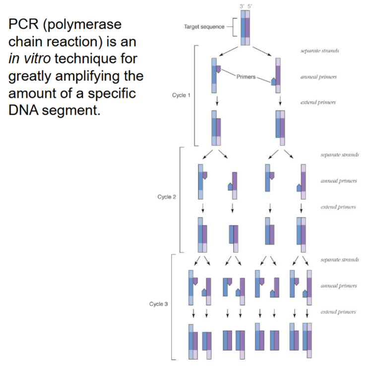 <p>In vitro (in lab) technique to clone DNA. Doubles DNA every cycle:</p><p>1) Melt DNA strands apart.</p><p>2) Apply primers to separated strands.</p><p>3) Add building blocks (dNTPs) to primers w/ heat stable <em>Taq </em>DNA polymerase.</p><p>4) Repeat.</p>