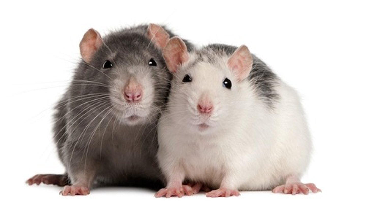 <p>Infected rodents (deer mice, rice rats)</p>