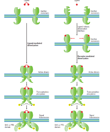 receptors activated directly by extracellular growth and differentiation factors (EGF, PDGC) or metabolic regulators (insulin)
- involves ligand-mediated and receptor-mediated dimerization
- dimerization results in joining of the two tyrosine kinase dmains -> trans-autophosphorylation (one activates the other and vice versa)