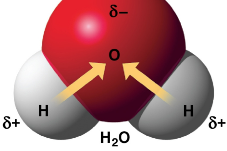 <p>Polar covalent bonds</p>