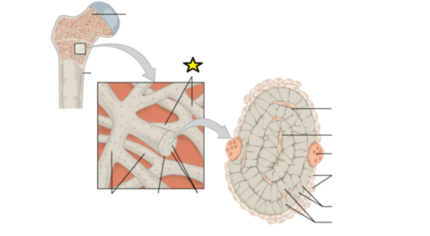 <p>Supporting bundles of bony fibers in cancellous (spongy) bone</p>