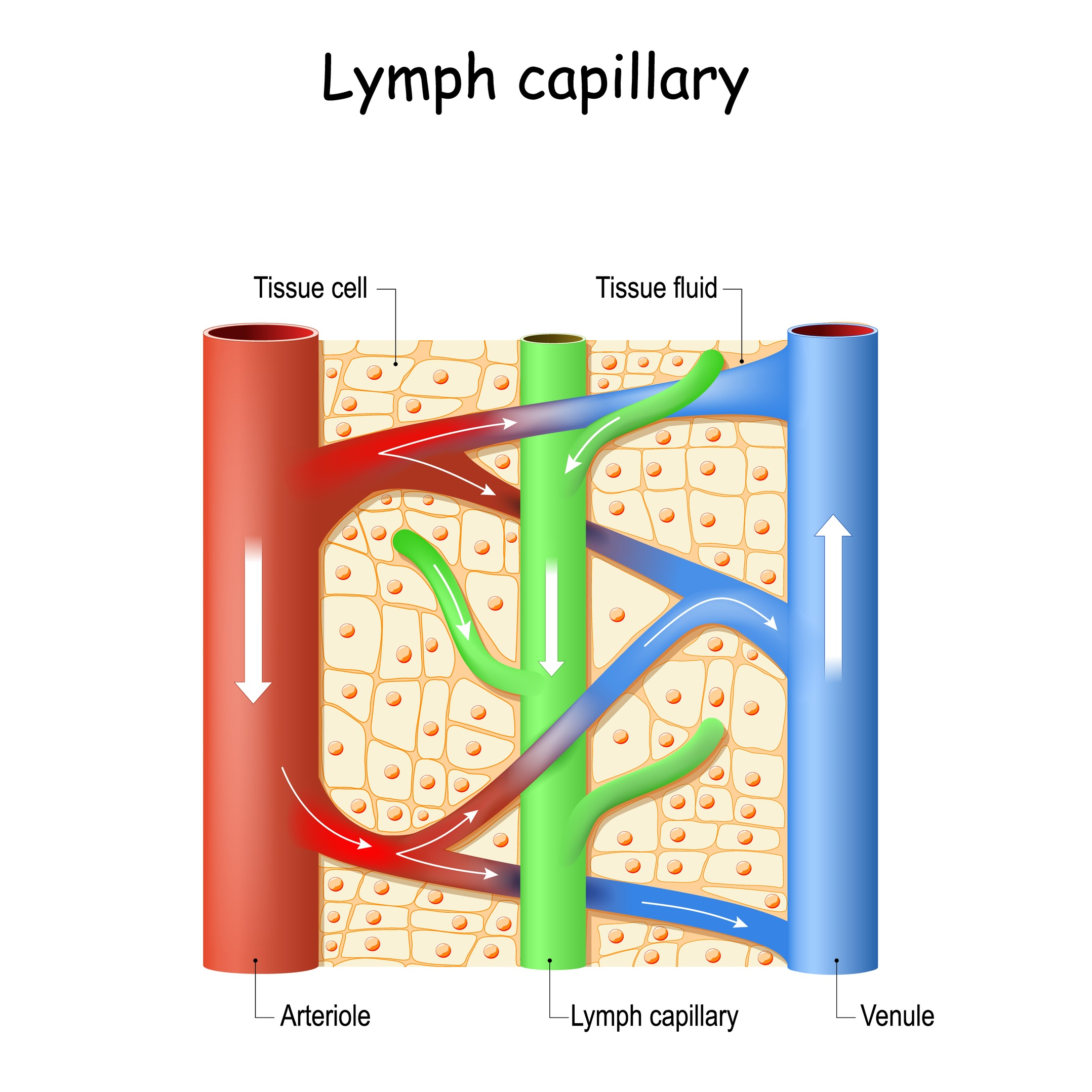 <ul><li><p><strong>Hydrostatic Pressure:</strong> At the arterial end of the capillary, the blood is under high hydrostatic pressure (due to contraction of the heart/narrowing of vessels).</p></li><li><p><strong>The Gradient:</strong> This hydrostatic pressure is <strong>higher</strong> than the oncotic pressure (osmotic pressure) pulling water back in.</p></li><li><p><strong>Net Flow:</strong> This creates a net pressure gradient that forces fluid (water and small dissolved solutes like glucose/ions) <strong>out</strong> of the capillary and into the spaces between cells.</p></li><li><p><strong>The Barrier:</strong> Large plasma proteins (like albumin) and blood cells are too large to pass through the gaps (fenestrations) in the capillary wall (endothelium), so they remain in the blood.</p></li></ul><p></p>
