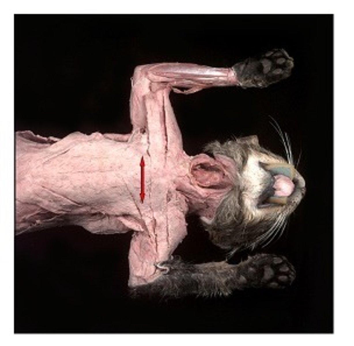 knowt flashcard image