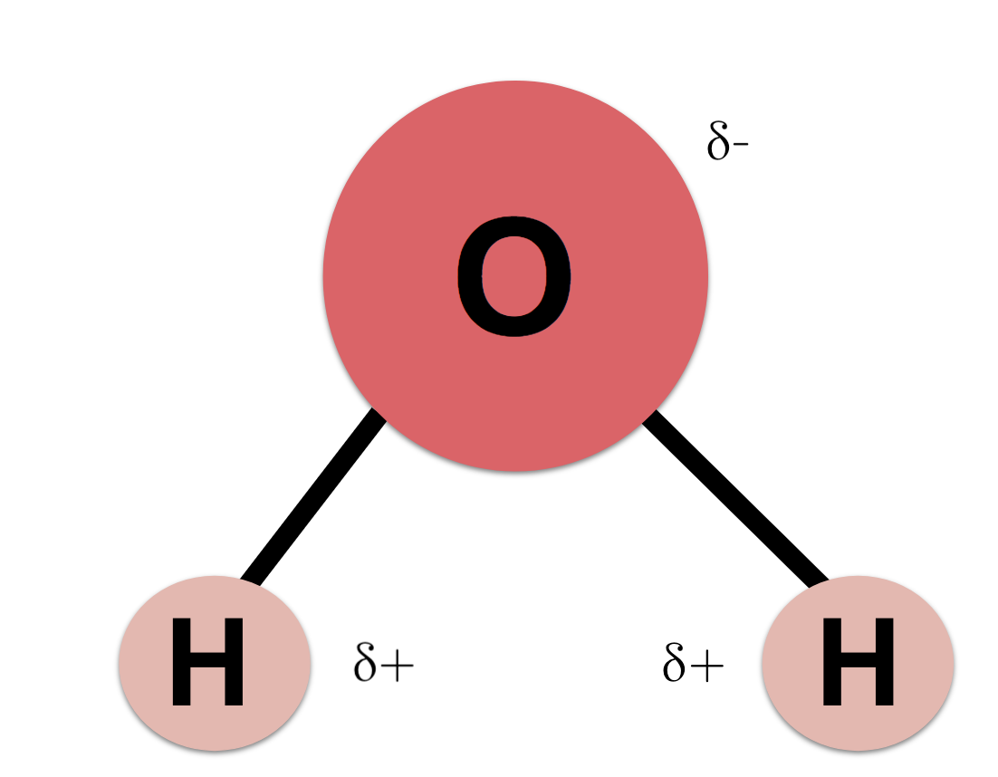 <ul><li><p>consists of 2 hydrogens, 1 oxygen</p></li><li><p>neutral</p></li><li><p>oxygen end has slight - charge, hydrogen end has slight + charge</p></li></ul>
