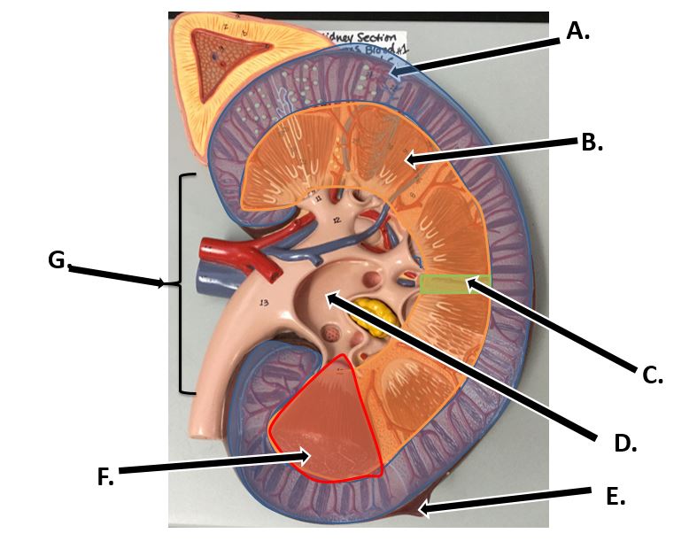 <p>E</p>