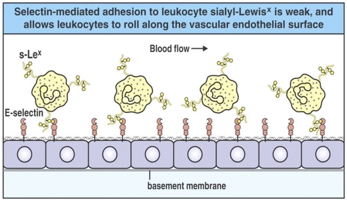<ul><li><p>Closer to infection site → <strong>more selectins</strong> (P-selectin + E-selectin) on endothelium</p></li><li><p><strong>Higher selectin density</strong> = more <strong>binding opportunities</strong></p></li><li><p>Increased interactions between <strong>selectins and neutrophil ligands</strong></p></li><li><p>Leads to <strong>further slowing</strong> of the neutrophil</p></li><li><p>Neutrophil now in <strong>slow rolling</strong> phase</p></li></ul><p></p>