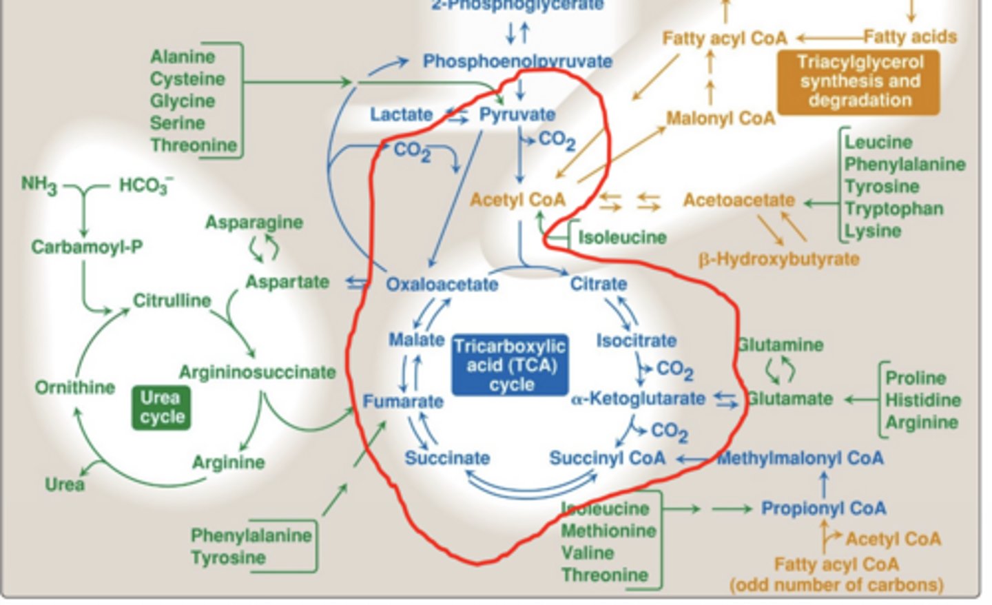<p>to extract maximum energy from glucose by converting it into:</p><p>- CO₂ (fully oxidized carbon)</p><p>- NADH/FADH₂ (energy carriers)</p><p>- small amount of ATP/GTP</p>