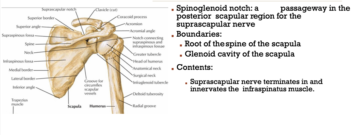 <p>suprascapular nerve</p><ul><li><p>spinoglenoid notch = passageway in posterior scapular region for the suprascapular nerve</p></li></ul><p></p>