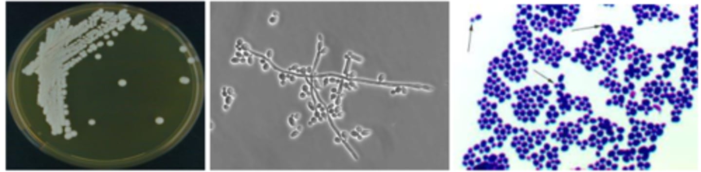 <p>what species?</p>