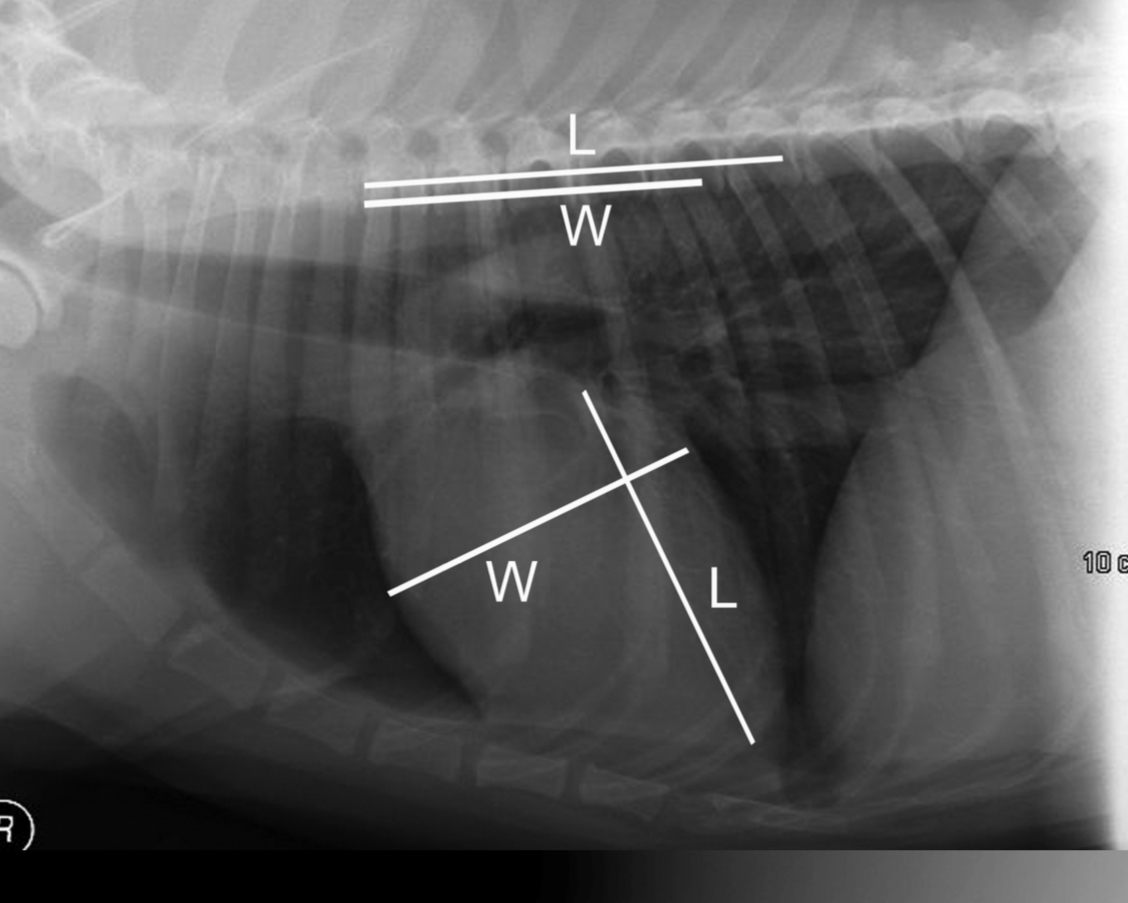 <p>Vertebral heart score</p><p>-put the heart width and length along the vertebrae starting at T4 = cumulative sum of vertebra between length and with = vertebral heart score</p>