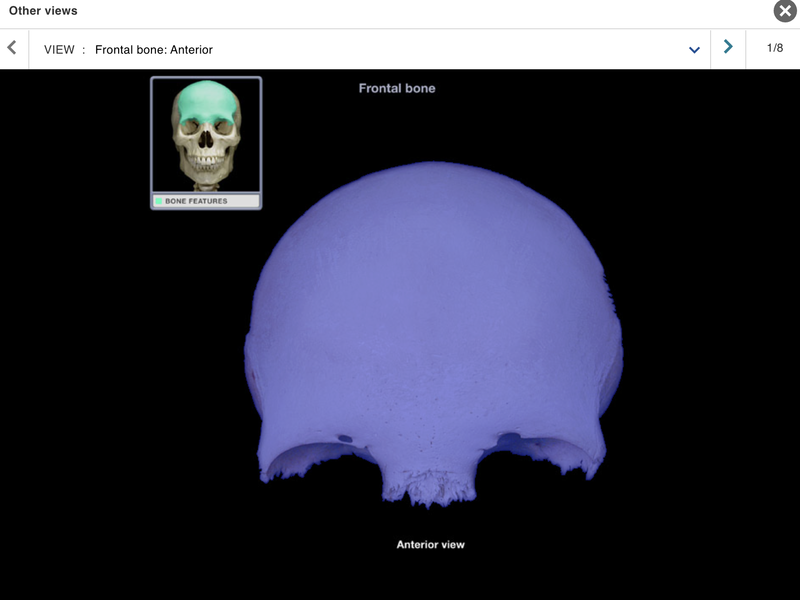 <p>Location:</p><p class="p1">• Skull (anterior superior part)</p><p class="p1">Description:</p><ul><li><p>﻿﻿Unpaired, irregular-shaped, flat bone</p></li><li><p>﻿﻿Forms forehead, roof of orbits, and most of anterior cranial fossa</p></li><li><p>﻿﻿Contains frontal air sinuses</p></li></ul><p>Comment:</p><p class="p1">• Articulates with parietal bone at coronal suture and sphenoid bone at sphenosquamosal suture</p>