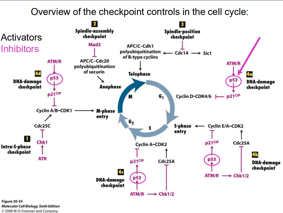<p>DIAGRAM ON SLIDE 40 (WHOLE SLIDE)</p>
