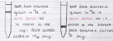 <p>Their work was based on three facts:</p><ol><li><p>All bases contain nitrogen.</p></li><li><p>Nitrogen has 2 isotopes - N-14 and N-15.</p></li><li><p>Bacteria will incorporate nitrogen to make new DNA.</p></li></ol><p>------------------------------</p><ul><li><p>The E.coli was grown in a medium of nitrogen-15.</p></li><li><p>E-coli was allowed to replicate once with a medium of nitrogen-14.</p></li><li><p>The E.Coli was allowed to replicate twice with a medium of nitrogen-14.</p></li></ul>