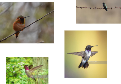 <p>swifts and hummingbirds</p>