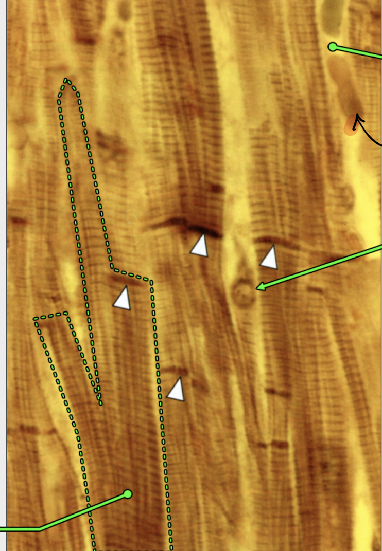 <p>can you identify the structures </p>
