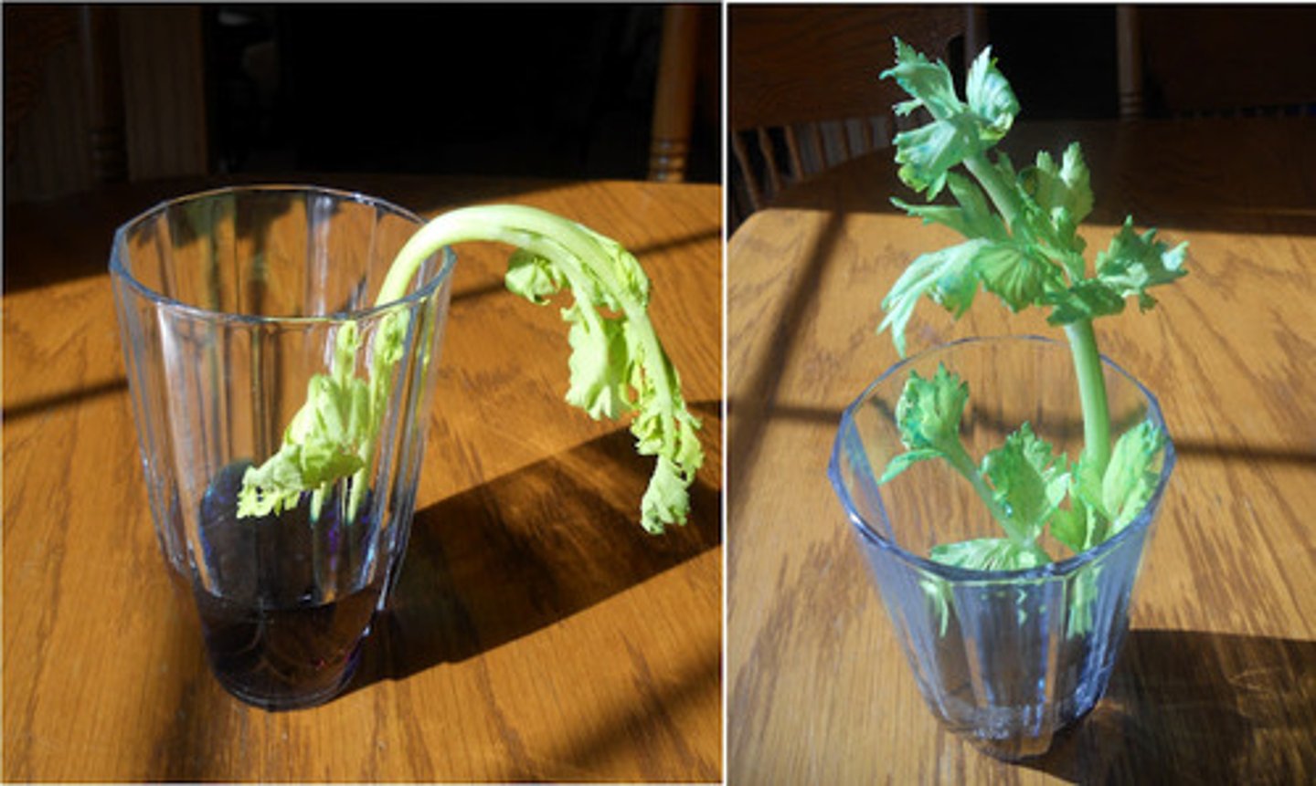 <p>The pressure exerted outwards on the cell wall due to the water in the cell-hence the cell becomes turgid.</p>