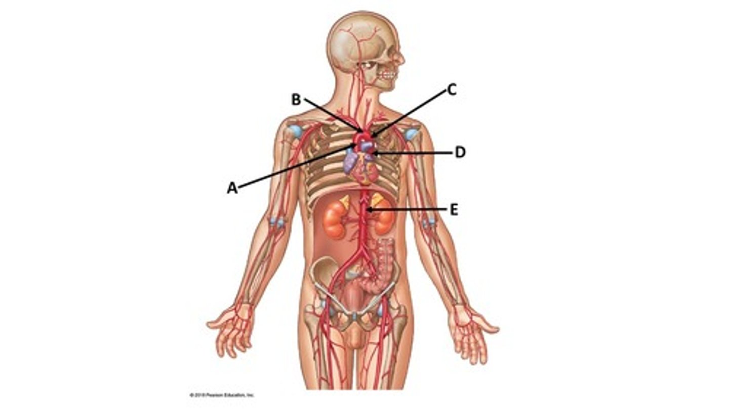 <p>Name the blood vessel labeled 'C'.</p>