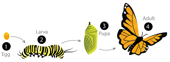 <p>Complete metamorphosis; egg → larva → pupa → adult</p><p>Mnemonic: <strong>Hol</strong>ometabolous = <strong>hole </strong>= kinda sounds like <strong>WHOLE </strong>= <strong>COMPLETE</strong></p>