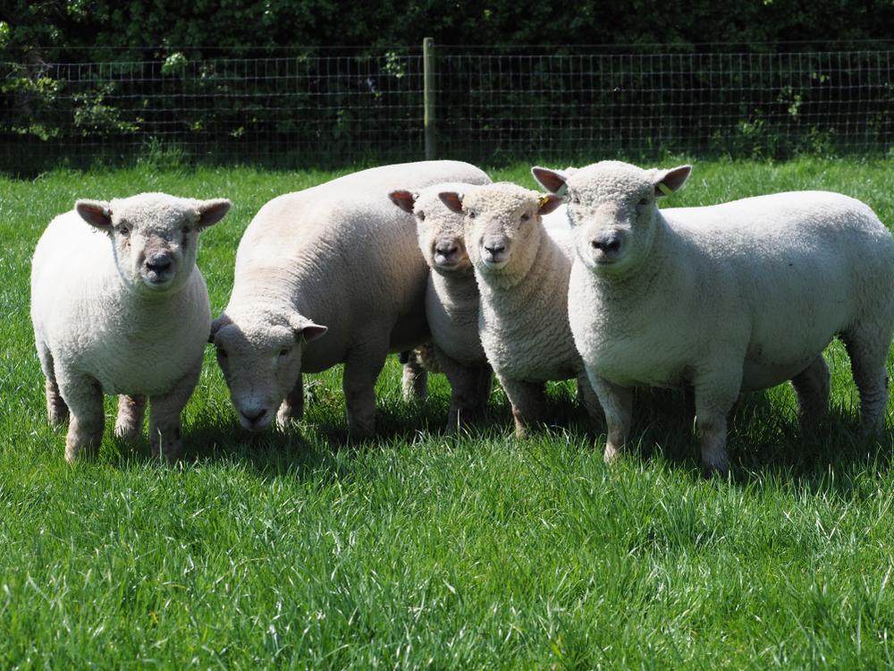 originated in england, popular wool and meat breed, dual purpose, medium sized 