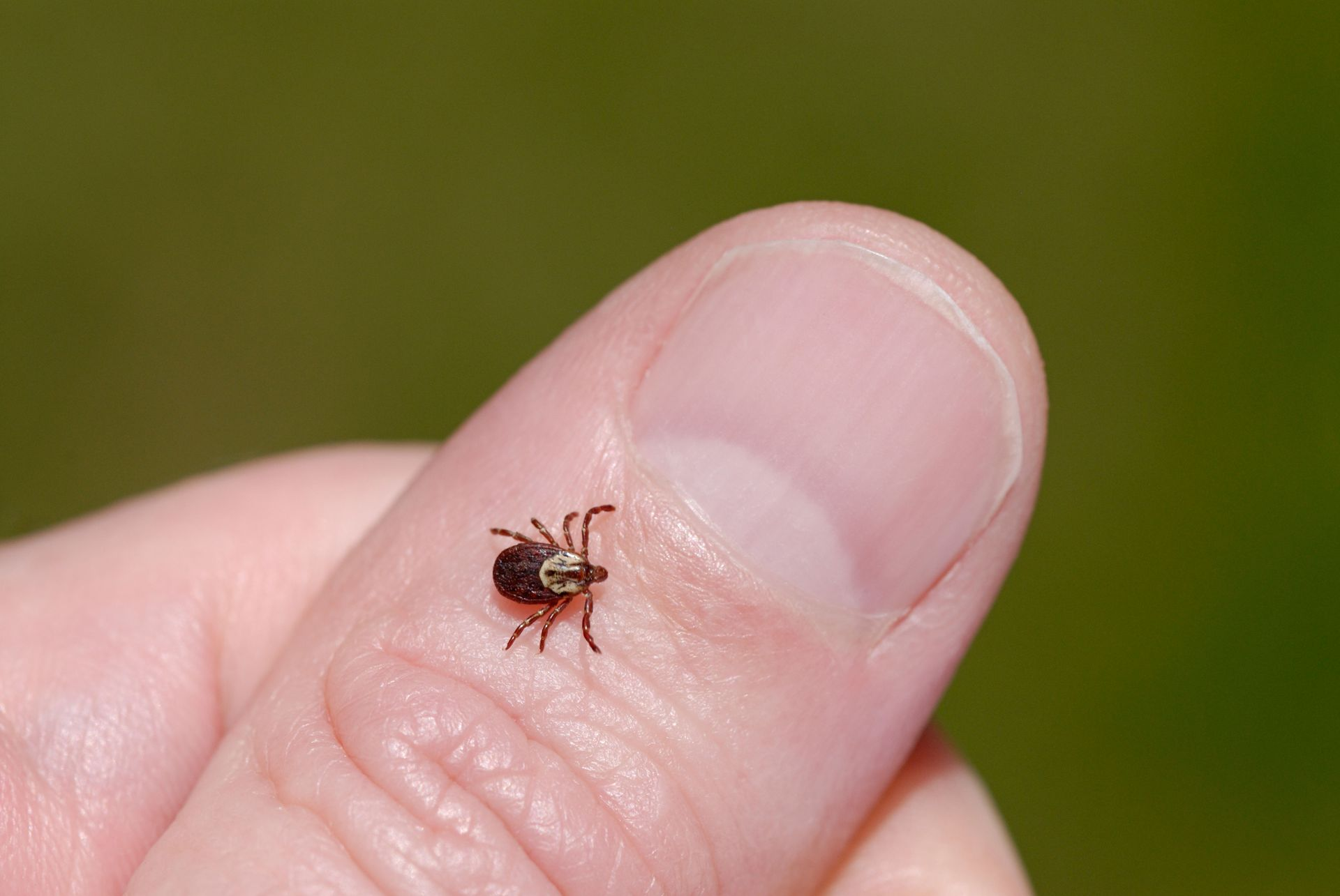 <ul><li><p>transmission: tick</p></li><li><p>disease: rocky mountain spotted fever</p></li><li><p>symptoms: rash on the palms</p></li></ul><p></p>