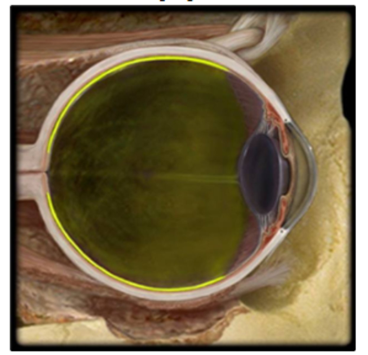 <p>Which structure is highlighted?</p><p>a. cornea</p><p>b. sclera</p><p>c. retina</p><p>d. choroid</p><p>e. lens</p>