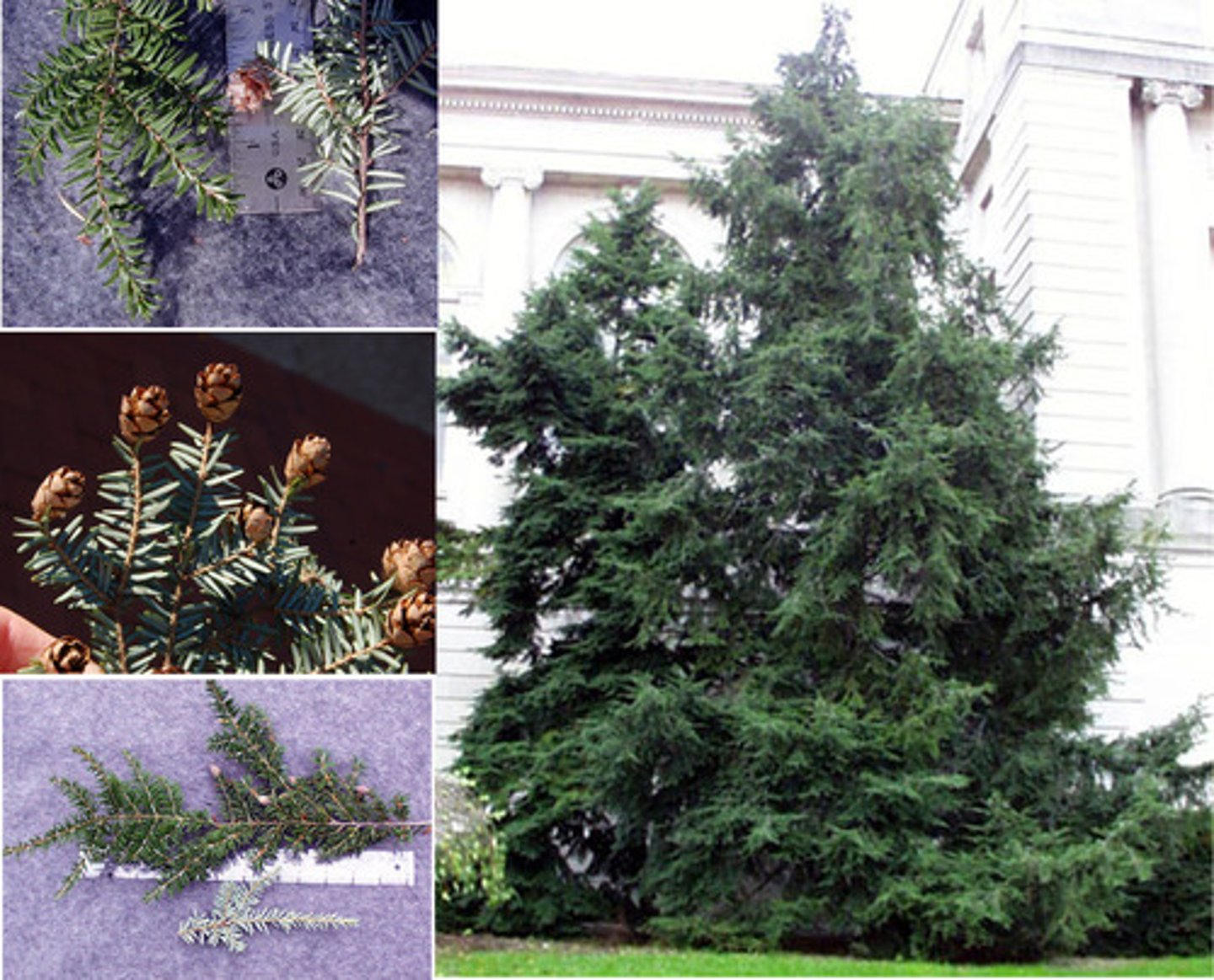 <p>Pinaceae Tsuga canadensis</p>