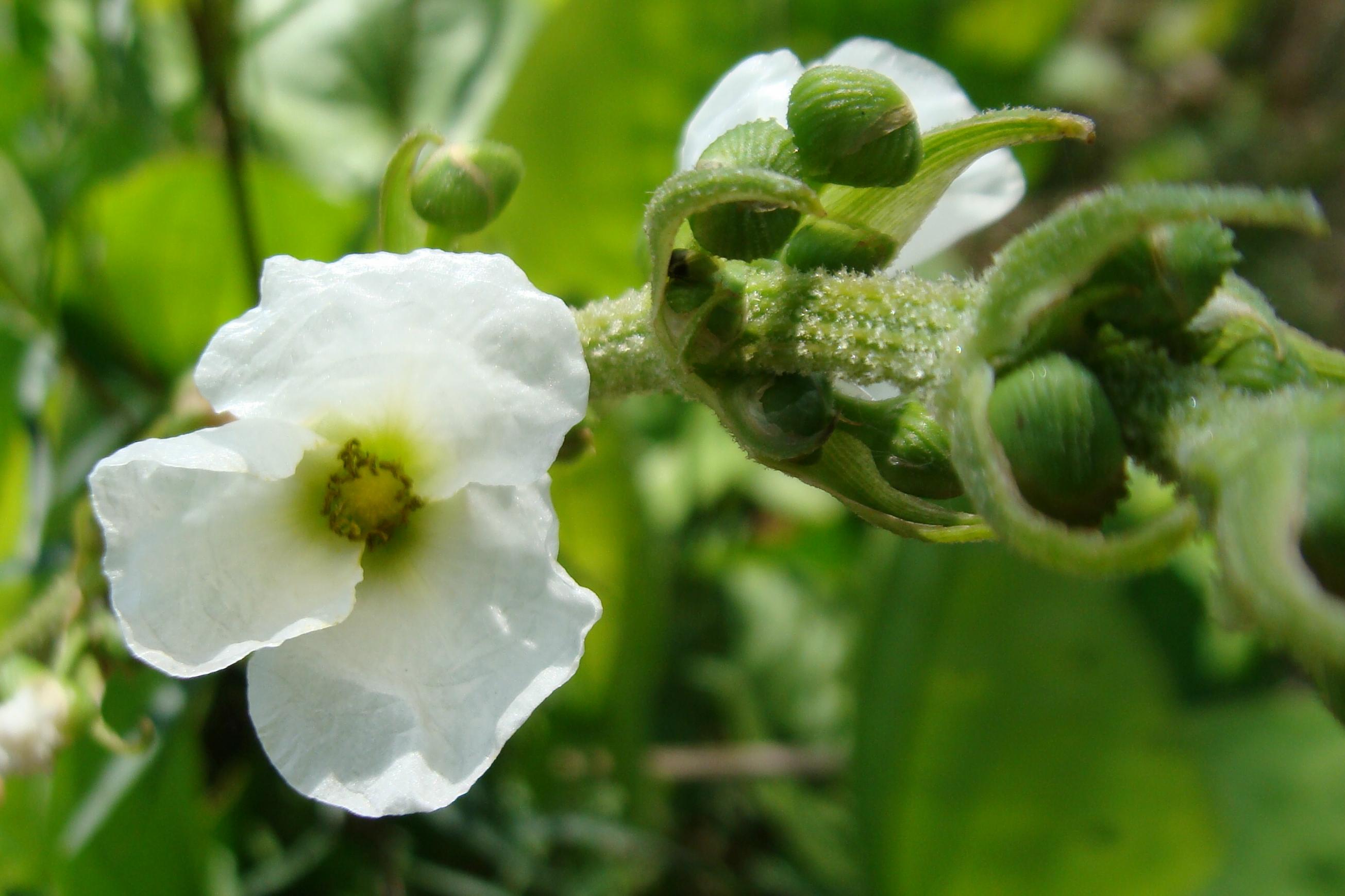 <p>What family does this plant belong to?</p>