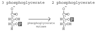 <p>3-phosphoglycerate » 2-phosphoglycerate</p>