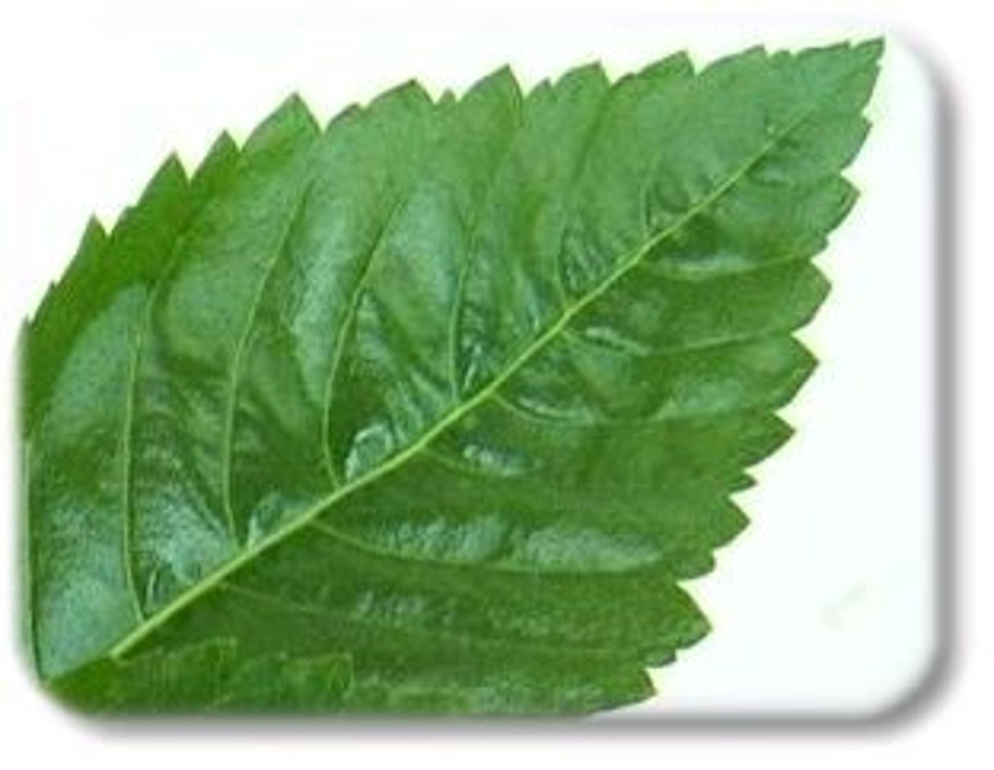 <p>extremely jagged leaf margin type</p>